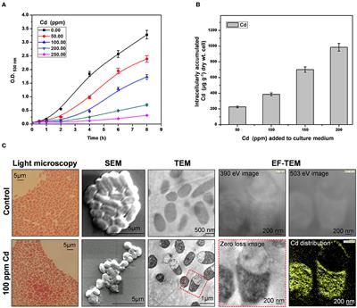 Proteomic Perspective of Cadmium Tolerance in Providencia rettgeri Strain KDM3 and Its In-situ Bioremediation Potential in Rice Ecosystem